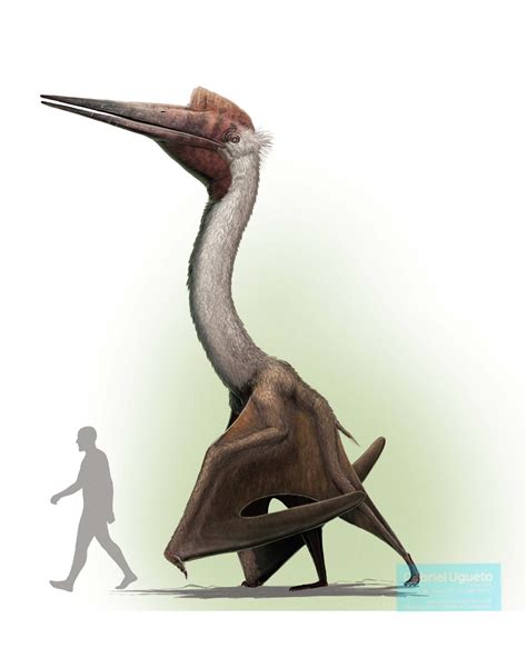 Quetzalcoatlus Size Comparison