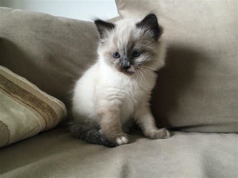 Orange Ragdoll Kittens For Sale / Part Ragdoll kittens for sale!! | Taunton, Somerset ...