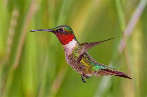 Male Ruby Throated Hummingbird Photograph by John Absher - Pixels