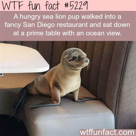 Hungry sea lion walks into a fancy restaurant - WTF fun facts Wtf Fun Facts, Funny Facts, Random ...