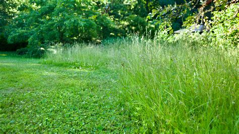 If You Stop Mowing This May, Will Your Lawn Turn Into a Meadow? - The New York Times