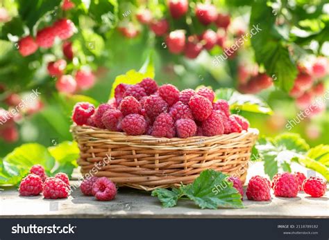 123,857 Raspberry Garden Images, Stock Photos, 3D objects, & Vectors ...