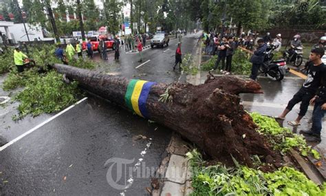 Pohon Tumbang Akibat Angin dan Hujan Lebat, Foto 5 #1697786 - TribunNews.com