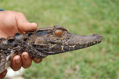 The second smallest member of the alligator family the smooth-fronted caiman is native to the ...