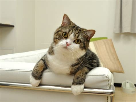 Souls and paws: Maru The Adorable Cat