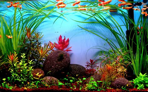 Aquascape Aquarium prescaped Ready - aquascape