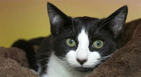 Tuxedo Cats - 38 Awesome Facts About Bicolor Cats