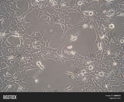 Cells Microscope 2 Image & Photo (Free Trial) | Bigstock