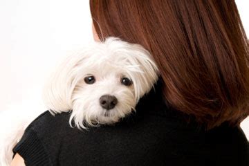 Are Maltese good family dogs? | HowStuffWorks