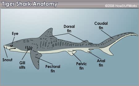 Tiger Shark Teeth and Anatomy | HowStuffWorks