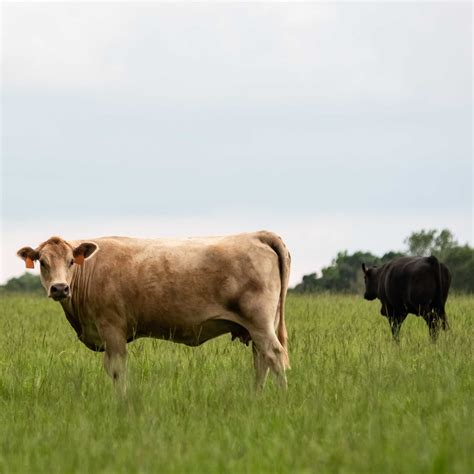 Common Bermuda Pasture Grass Seed