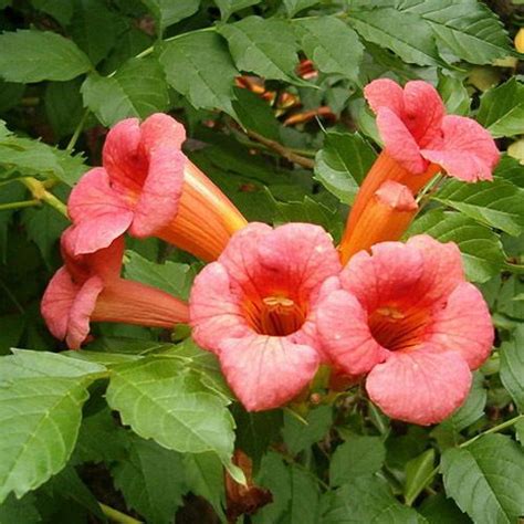 Campsis radicans / Bignone - lot de 15 graines / seeds | Trumpet vine, Campsis, Vines