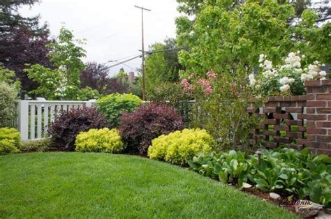 Lovely Loropetalum Plants In The Yards | Jardins, Plante