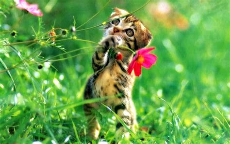 Spring Animals Wallpapers - Top Free Spring Animals Backgrounds ...