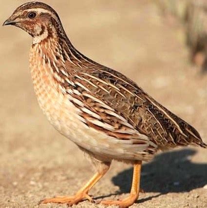 Quail Bird Farming Information Guide | Asia Farming