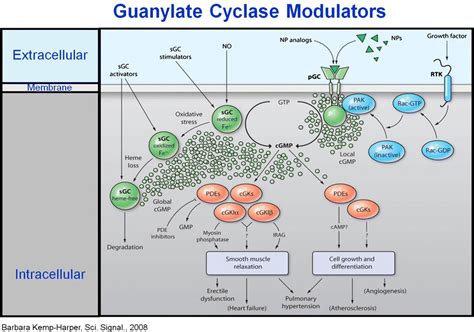 Soluble Guanylate Cyclase Modulators in Heart Failure | SpringerLink