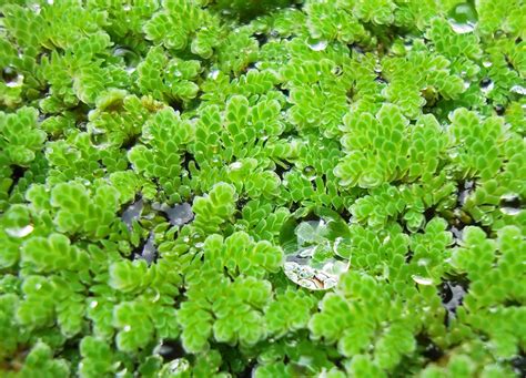 Azolla caroliniana (Eastern Mosquito Fern, Fairy Moss, Mosquito Fern ...