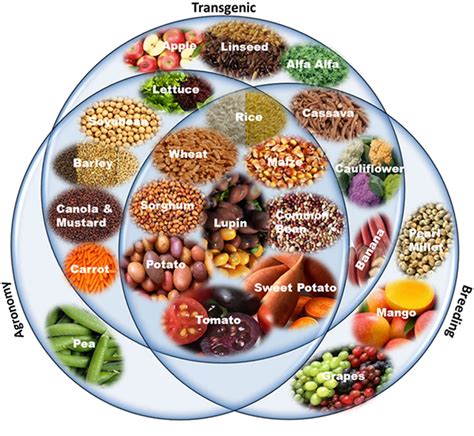 Frontiers | Biofortified Crops Generated by Breeding, Agronomy, and Transgenic Approaches Are ...