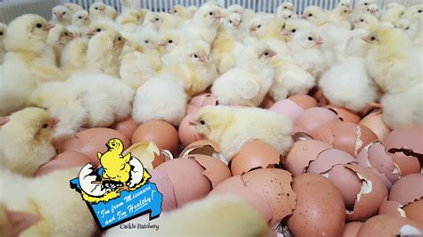 Delaware Chickens - Brown Egg Layers | Cackle Hatchery