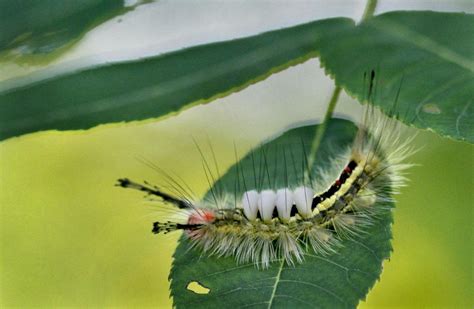 Hickory tussock creepy, crawly — but not necessarily dangerous | Local ...