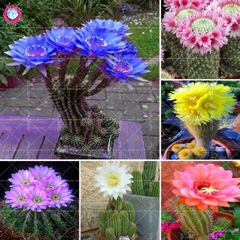 100pcs/bag Bonsai cactus flower Rare blue flower Prickly pear Perennial ...