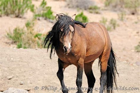 Mustang Mare Buckskin Horse - Buckskin Mustang With Black Mane Stock Image - Image of kicking ...