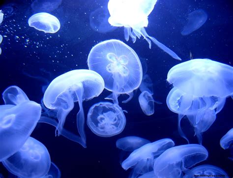 Live Jellyfish Wallpapers - 4k, HD Live Jellyfish Backgrounds on WallpaperBat