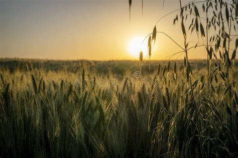 Wild Oat Heads and Backlit Wheat Field at Sunset Stock Photo - Image of ...