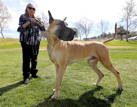 Why this Great Dane from California won best of breed at the Westminster Dog Show