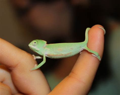 Female Veiled Chameleon | Veiled chameleon, Animals, Chameleons for sale