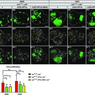 Increased heterochromatin formation reduces proliferation of tumor... | Download Scientific Diagram