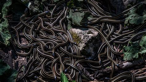 This Canadian Town Comes Alive Once a Year, as Thousands of Snakes Mate - The New York Times