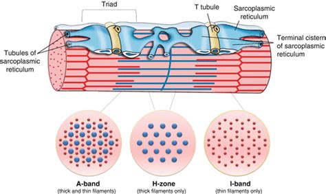 Functional Morphology of Muscles and Tendons | Musculoskeletal Key