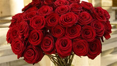 Valentine’s Day Romantic Red Roses HD Wallpapers Free