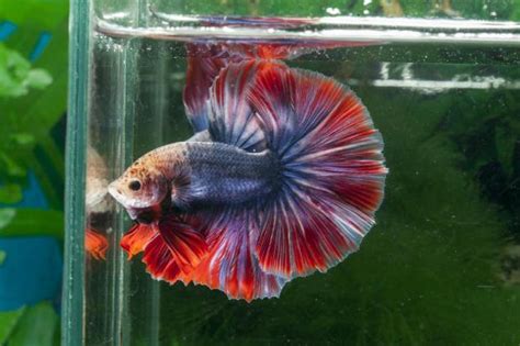 Siamese Fighter Fish - Nice Betta Thailand Co Ltd Betta Fish For Sale ...