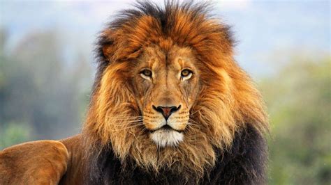 Lion HD Wallpapers 1080p - WallpaperSafari