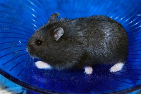 Philadelphia Hamster: Campbell's Dwarf Hamsters Available Now!