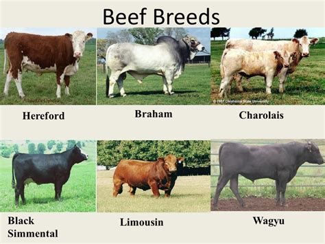 English Cow Breeds - All About Cow Photos