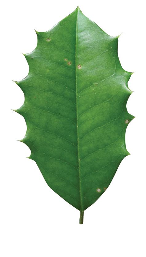 Holly Leaves Png American Holly Tree Leaf - Clip Art Library