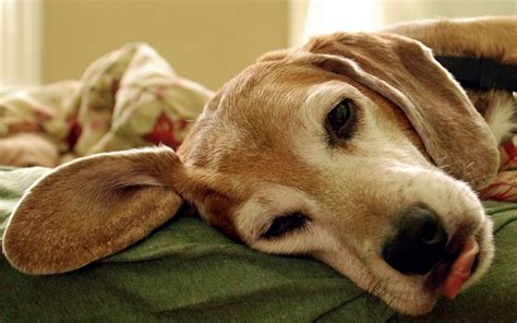 Tired dog wallpapers and images - wallpapers, pictures, photos