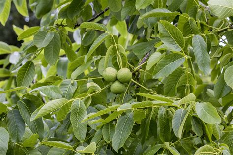 Black Walnut Trees: Toxic to Other Plants