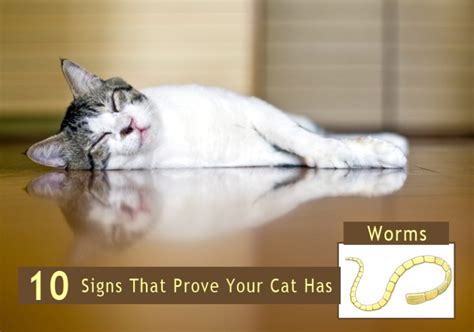 10 Signs That Prove Your Cat Has Worms | BestVetCare