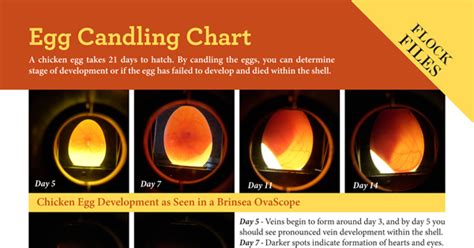 Egg Candling Chart - Backyard Poultry