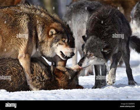 Wolf Pack With Alpha Male High Resolution Stock Photography and Images ...