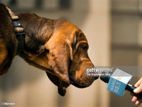 65 Bloodhound Police Dog Stock Photos, High-Res Pictures, and Images ...