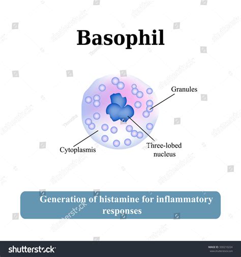 Vektor Stok Structure Basophil Vector Illustration (Tanpa Royalti ...