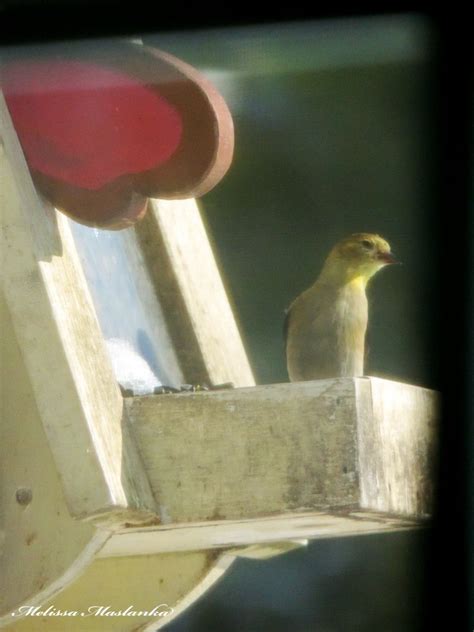 American Goldfinch with eye disease - FeederWatch