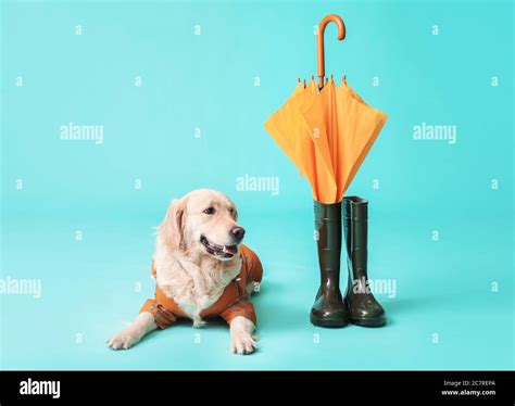 Funny dog in raincoat, with umbrella and gumboots on color background Stock Photo - Alamy