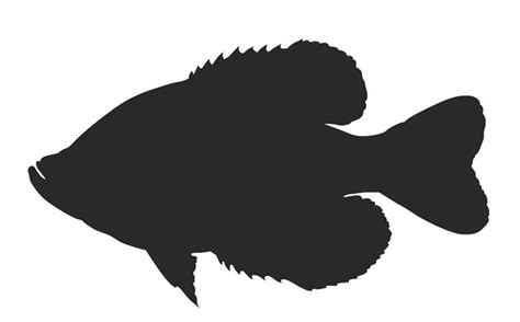 Crappie Vector at Vectorified.com | Collection of Crappie Vector free for personal use