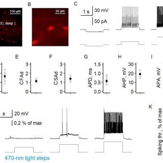 Specific expression of channelrhodopsin2 in PV interneurons of the ...